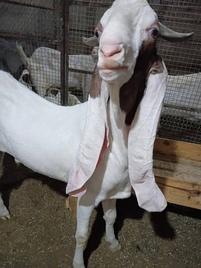 2 dant gulabi bakra andu for sale qurbani 2026