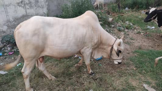 white bull meat weight above 240 kg