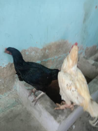 Mjay Nasal ka pata nhi khud dekh lo bs laya tha shok he