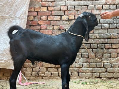 Ma Sha Allah, Amritsari, 2 Dant Khassi Bakra , Ghar ka pala hua