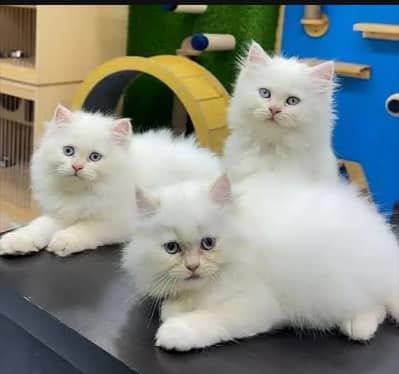 persian cat for sale MywatsapppNumber0348-55-58-176