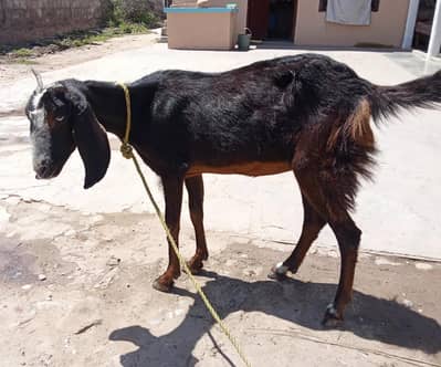 Desi Goat with 3 months baby goat