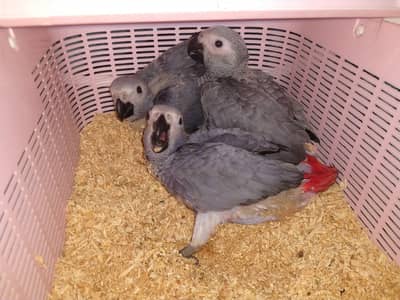 African grey parrot chicks for sale 03215248765