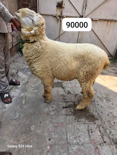 High Quality Desi And Kajlay Big Chathray