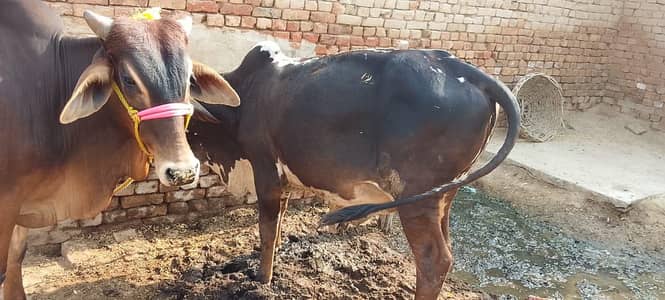 sahiwali and desi bachra