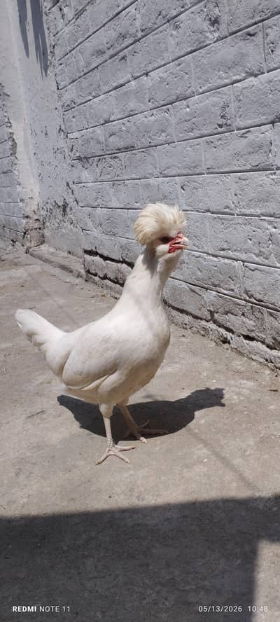 white polish hen for sale