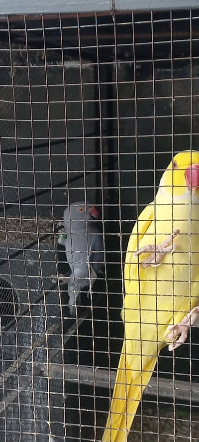 yellow and purple ringneck pair for sale !!! (rare female)