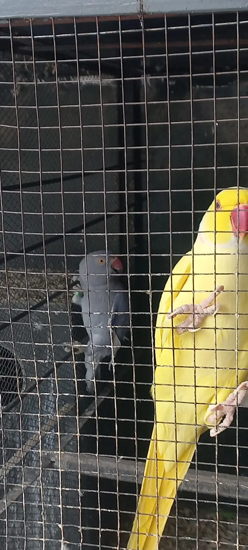 yellow and purple ringneck pair for sale !!! (rare female)