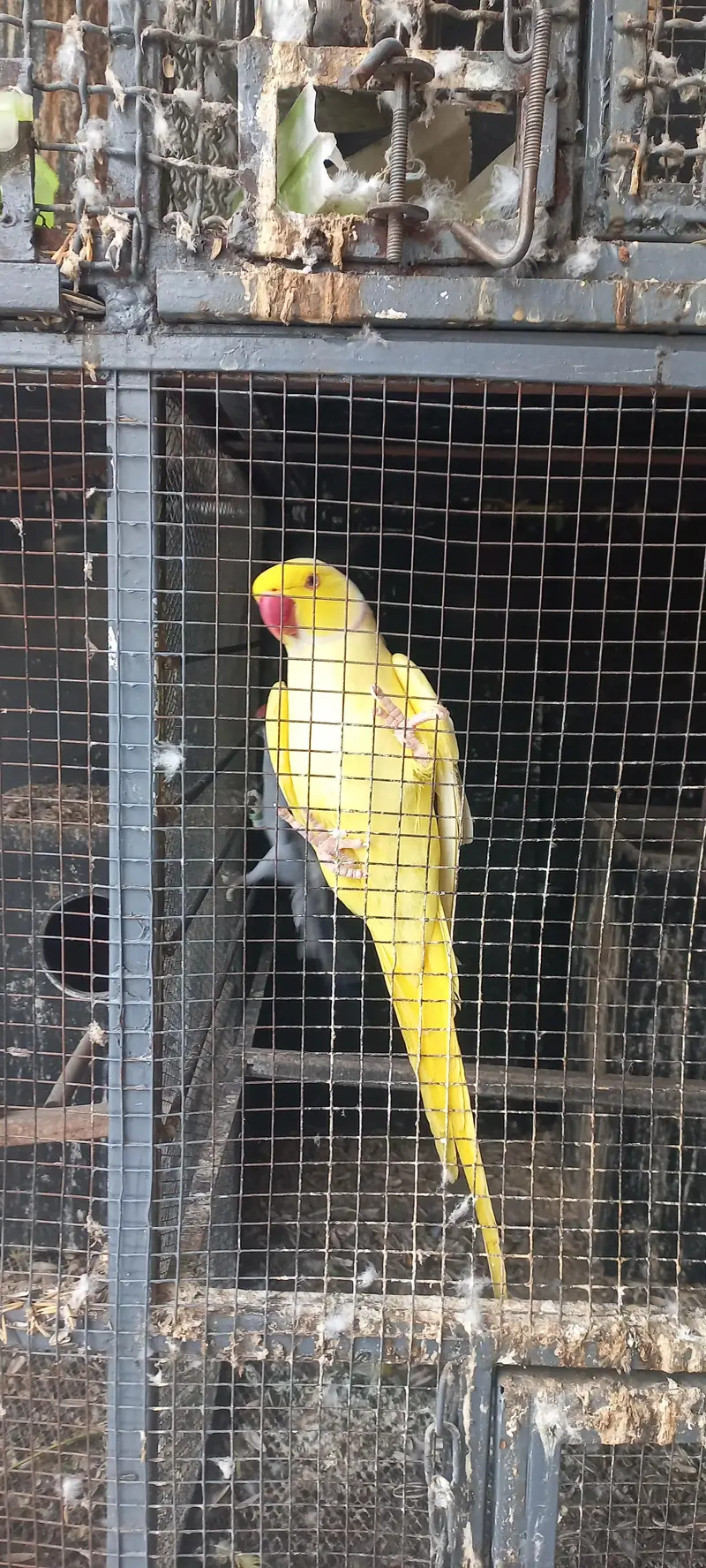 yellow and purple ringneck pair for sale !!! (rare female) — photo 2