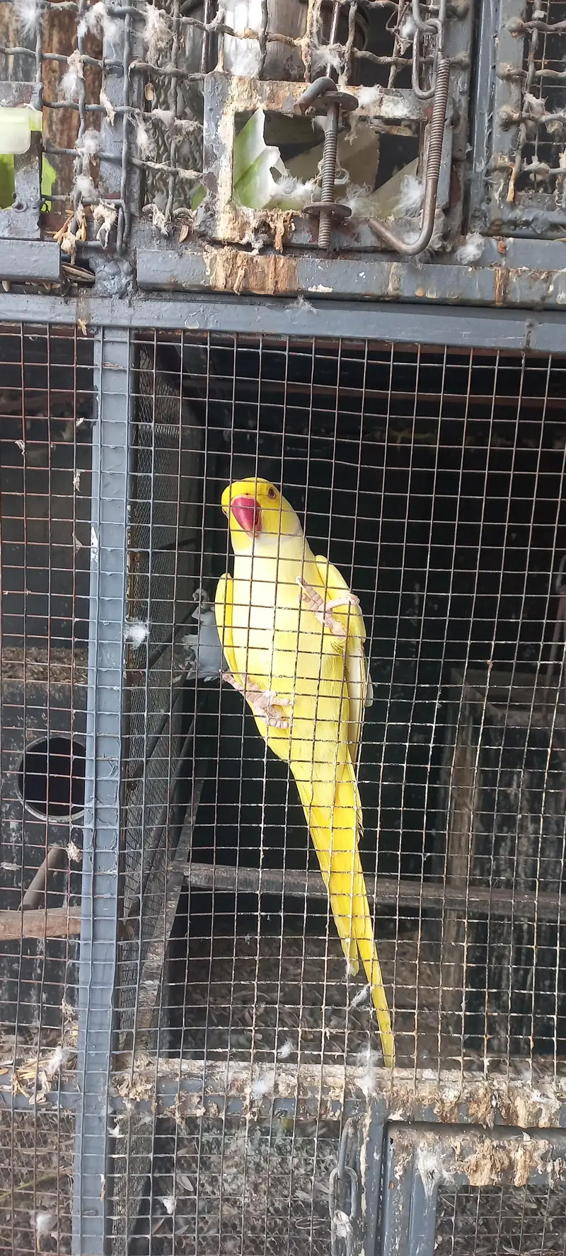 yellow and purple ringneck pair for sale !!! (rare female) — photo 3