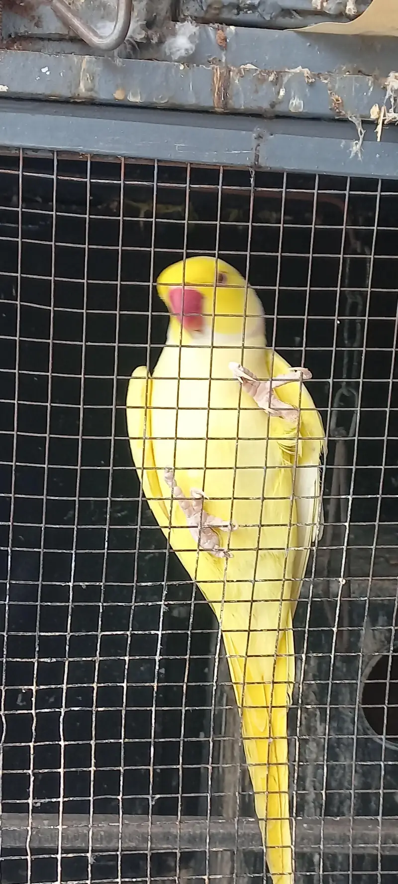 yellow and purple ringneck pair for sale !!! (rare female) — photo 4