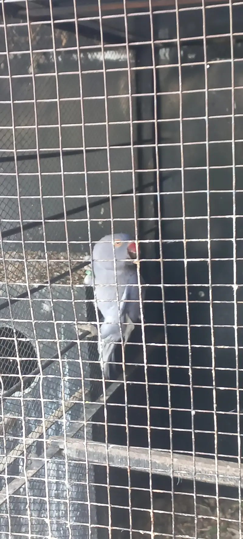 yellow and purple ringneck pair for sale !!! (rare female) — photo 5