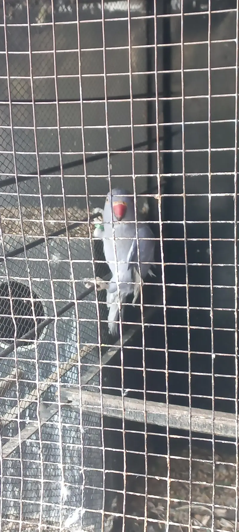 yellow and purple ringneck pair for sale !!! (rare female) — photo 6