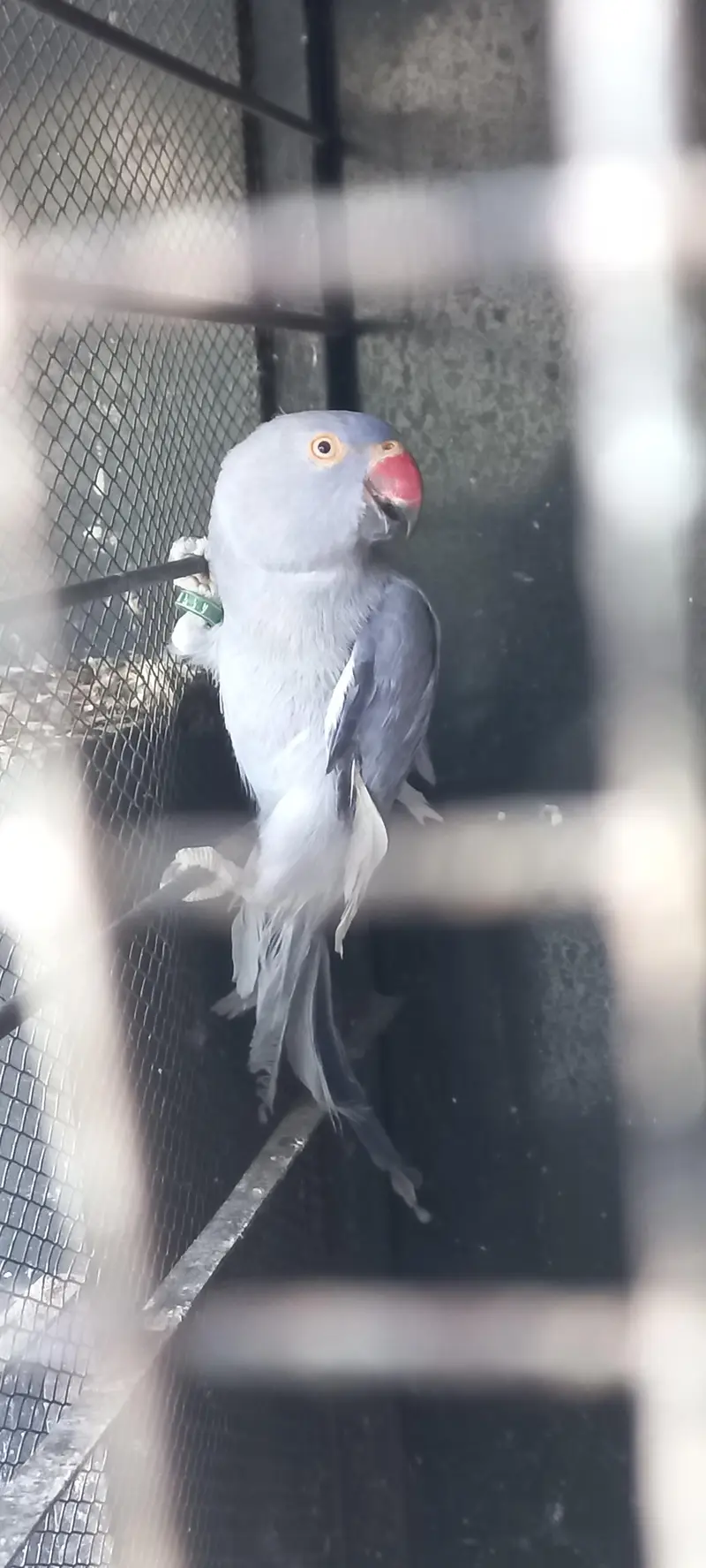 yellow and purple ringneck pair for sale !!! (rare female) — photo 7