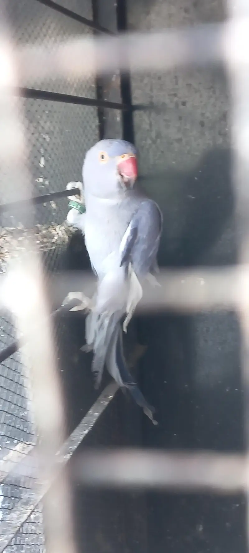 yellow and purple ringneck pair for sale !!! (rare female) — photo 8