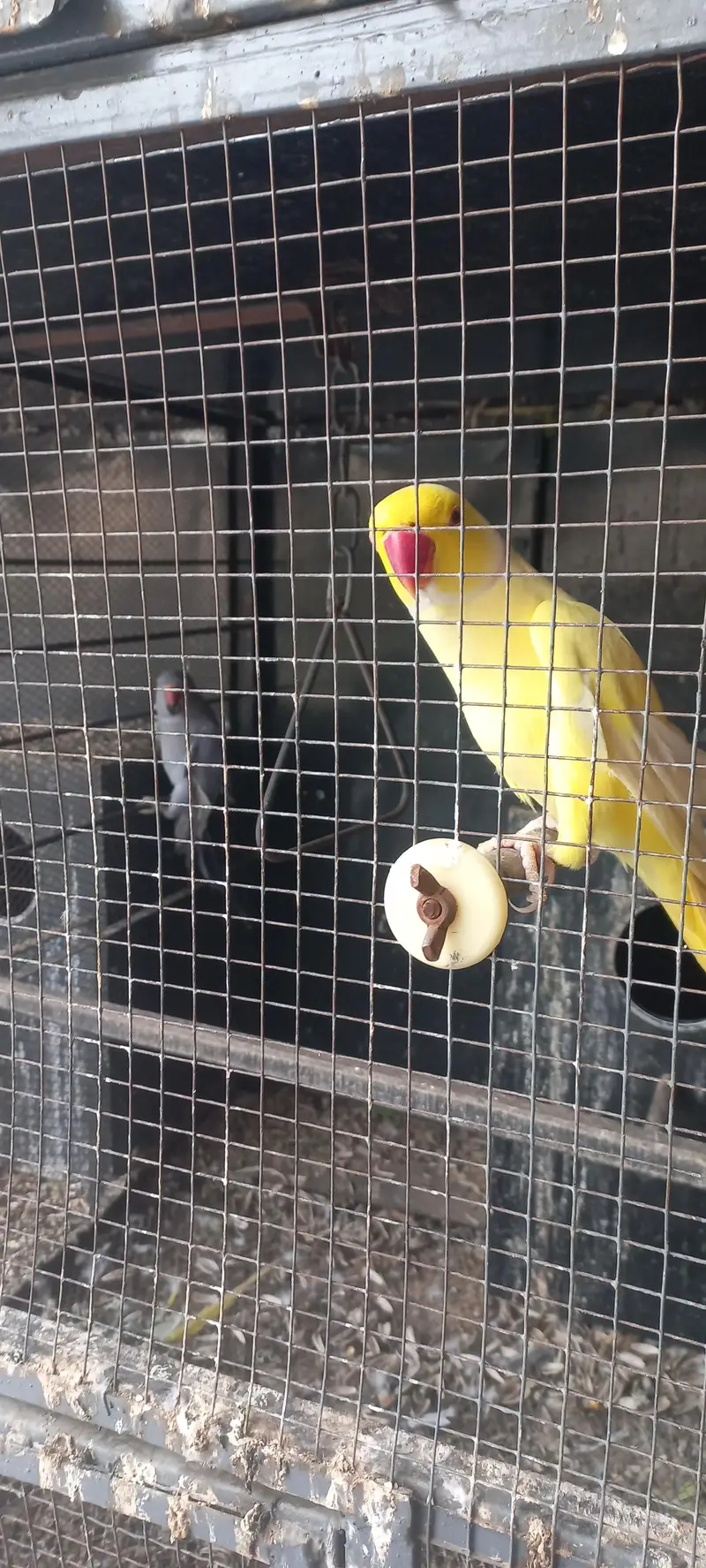 yellow and purple ringneck pair for sale !!! (rare female) — photo 9