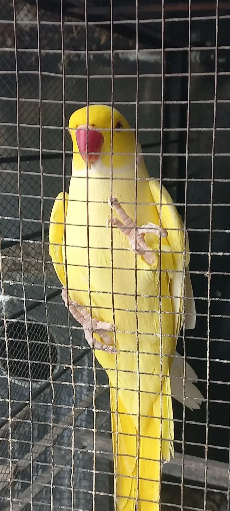 yellow and purple ringneck pair for sale !!! (rare female) — photo 10