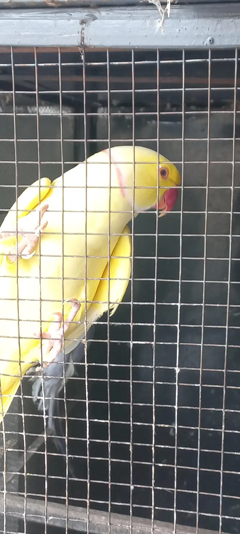 yellow and purple ringneck pair for sale !!! (rare female) — photo 11