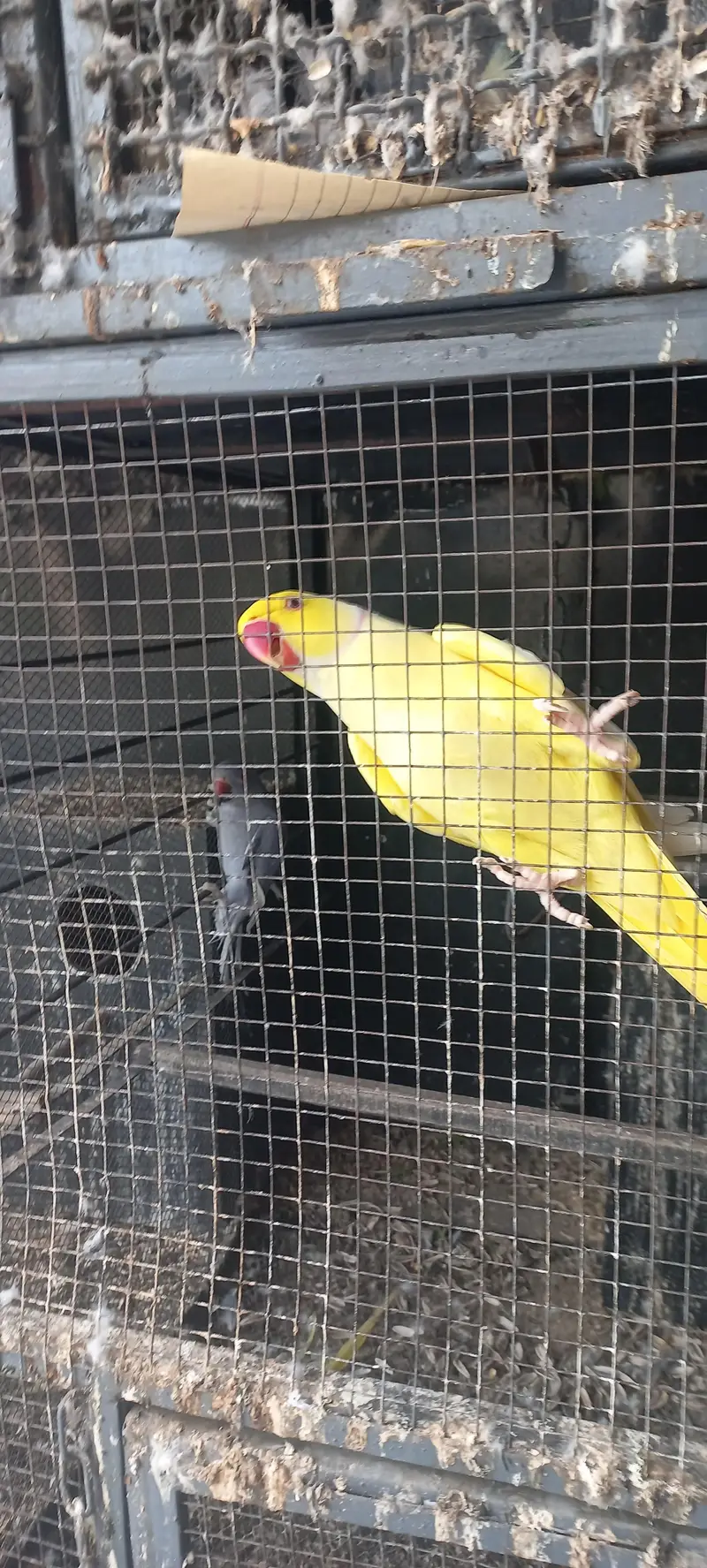 yellow and purple ringneck pair for sale !!! (rare female) — photo 12