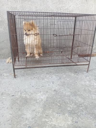 Pomeranian puppy