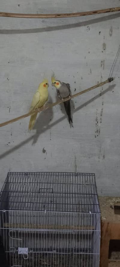 Home Breaded Pair