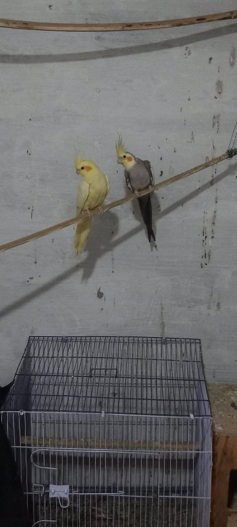 Home Breaded Pair 1