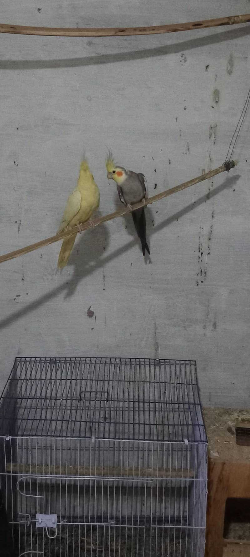 Home Breaded Pair 2