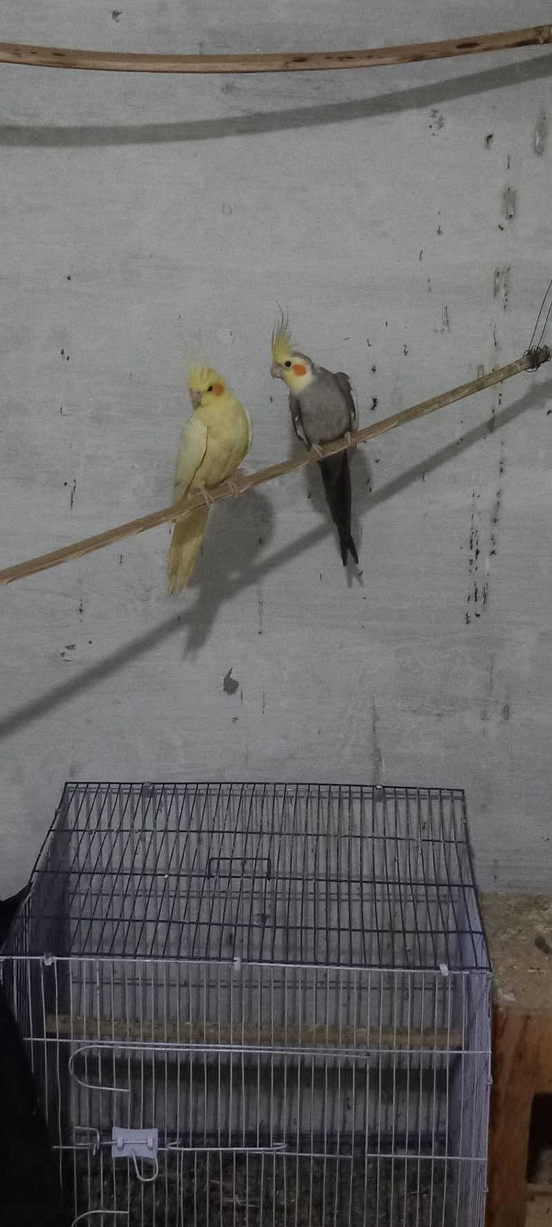 Home Breaded Pair 3