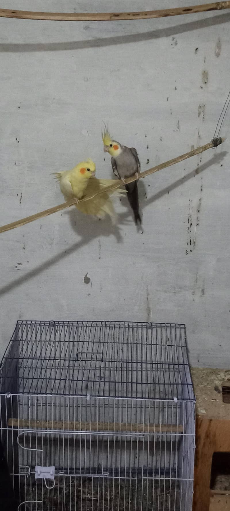 Home Breaded Pair 4