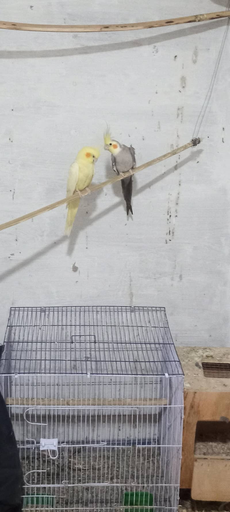Home Breaded Pair 5