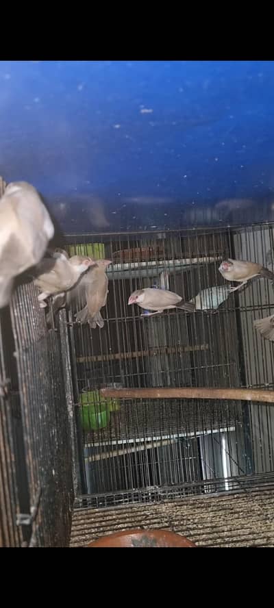 fawn java Ready to breed
