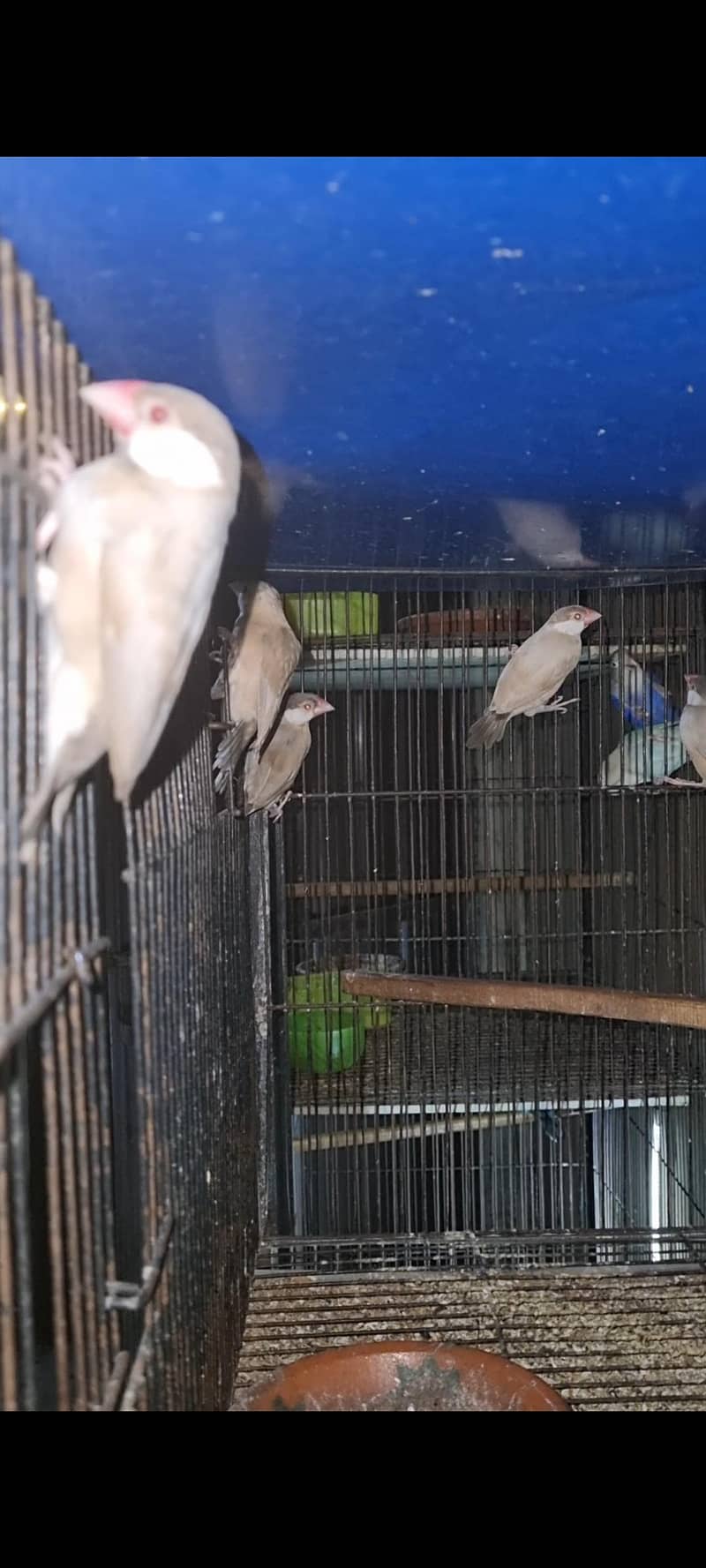 fawn java Ready to breed 1