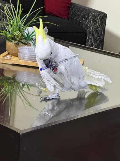 cockatoo /cockatoo sulphur hand tamed parrot talking parrot