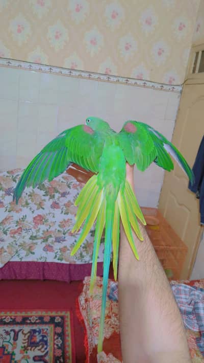 alexandrine parrot pair