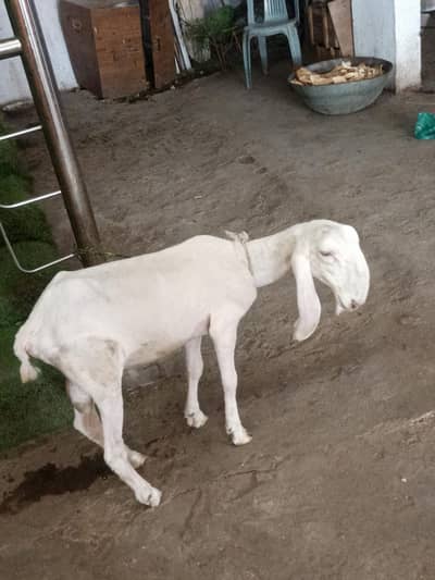 dumba for sale contact WhatsApp 03163968673