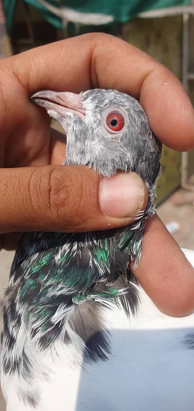 Qasoori pigeons 03215040717