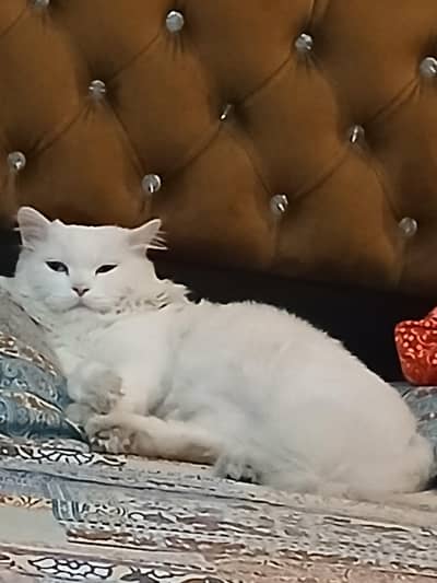 Persion Male Cat