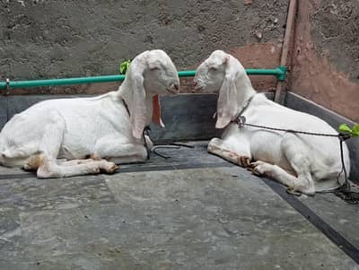 Pure rajanpuri gulabi Bakray for sale 2027 qurbani