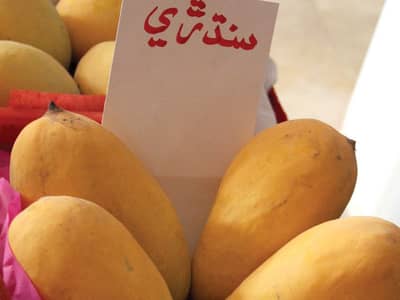Export Quality mangoes