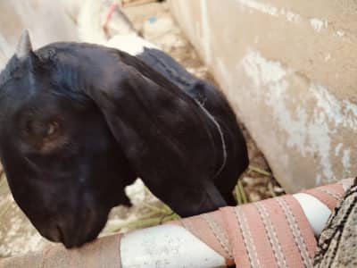 VIP Quality Kamori Cross Female Paath