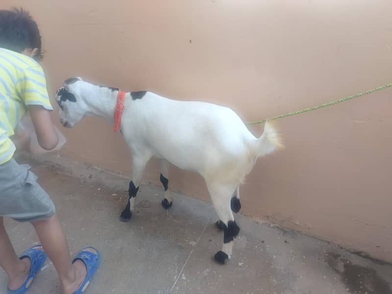 bakra teddy 0