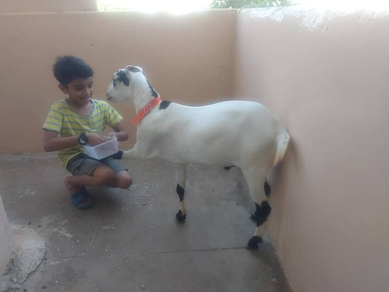 bakra teddy 1