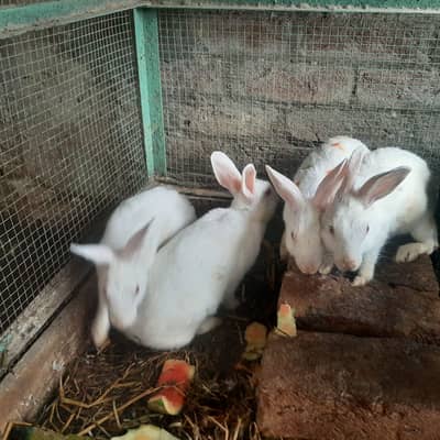 Red Eyes Rabbit