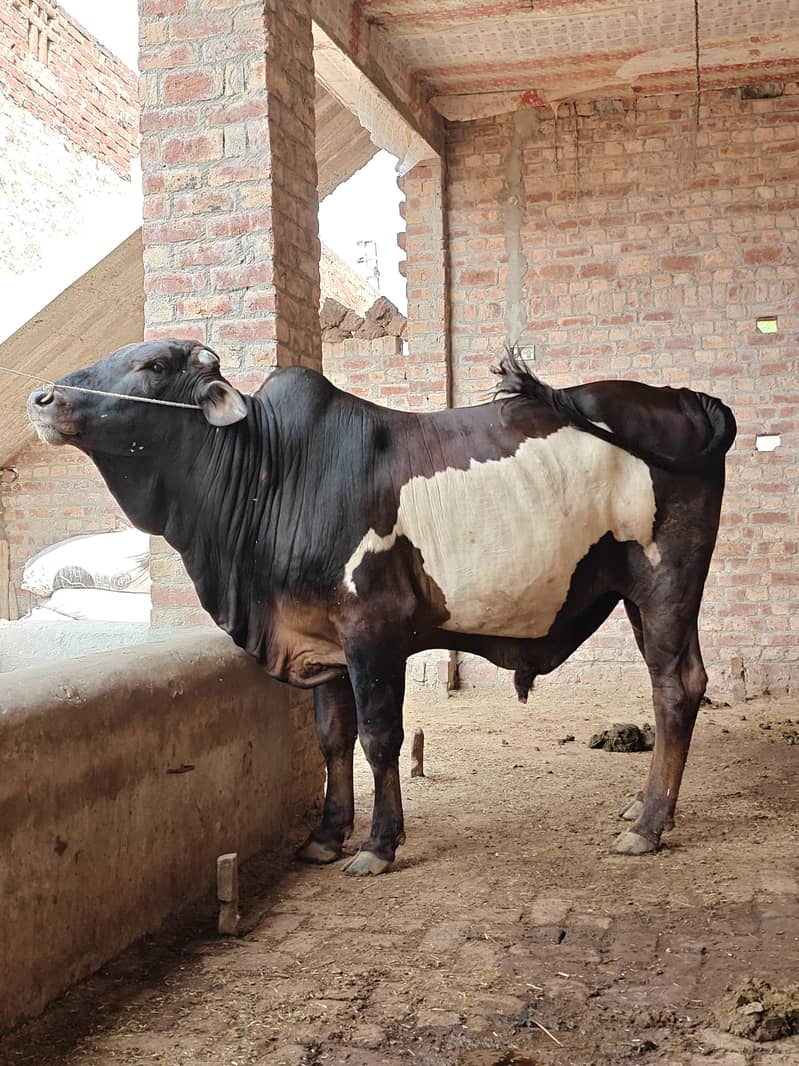 رابطے سے ڈیل کی جائے گی 0