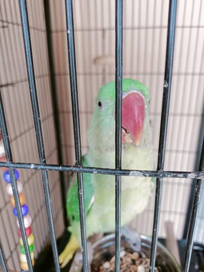 parrot bacha 6 to 7 months for sale cage