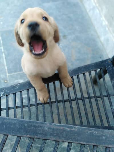sweat Labrador colour brown and creamie last 2 puppies available male