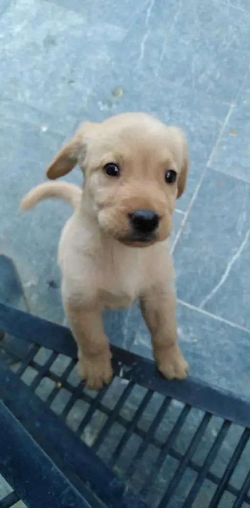sweat Labrador colour brown and creamie last 2 puppies available male — photo 5