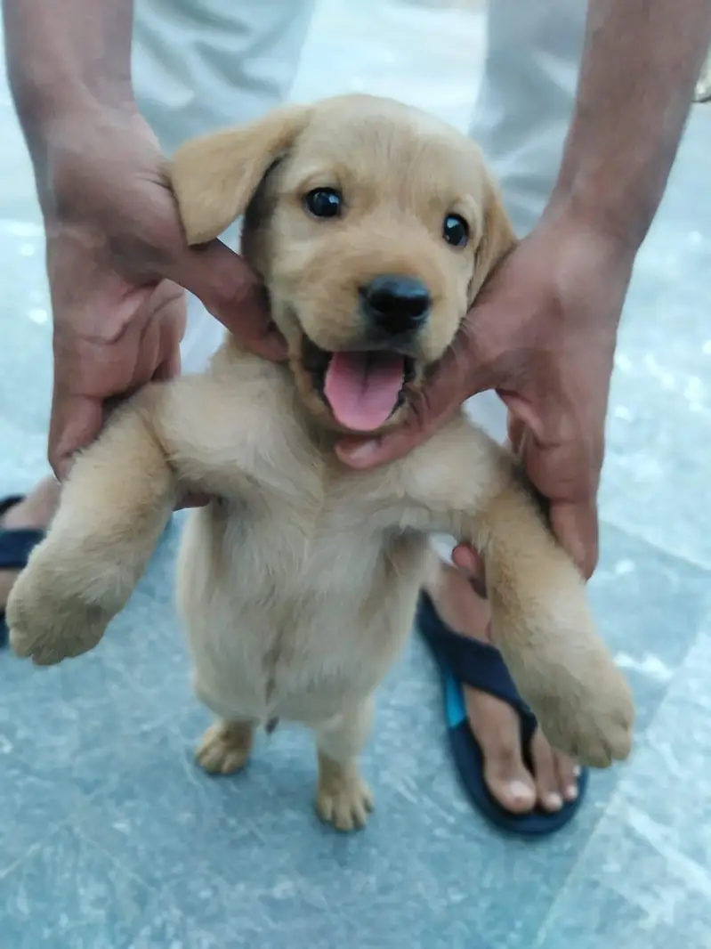 sweat Labrador colour brown and creamie last 2 puppies available male — photo 6
