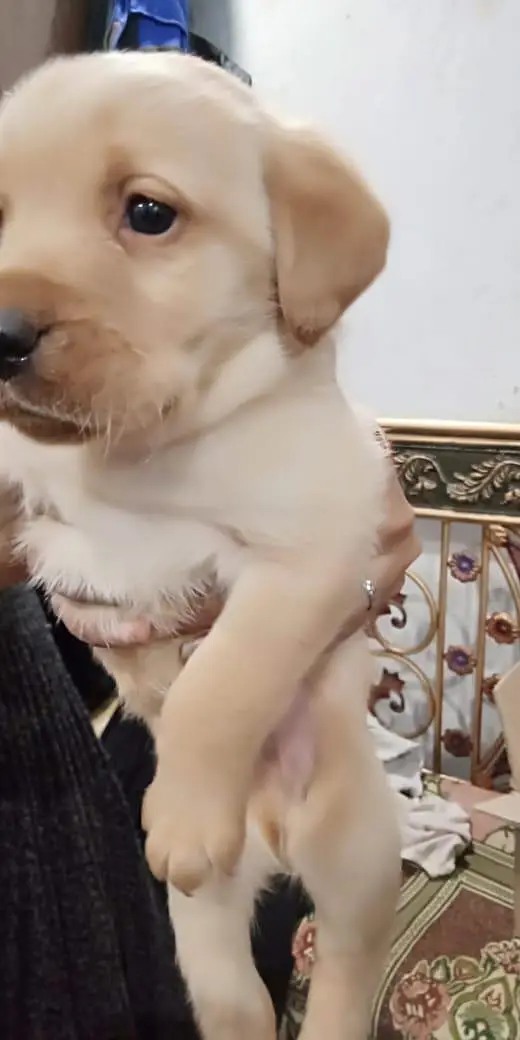 sweat Labrador colour brown and creamie last 2 puppies available male — photo 7