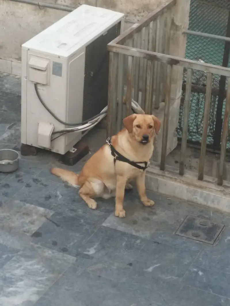 sweat Labrador colour brown and creamie last 2 puppies available male — photo 10